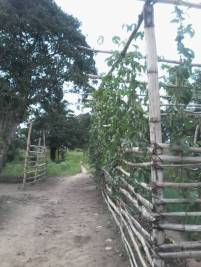 Zaun der Baumschule mit Maracujaspflanzen abgedeckt-2